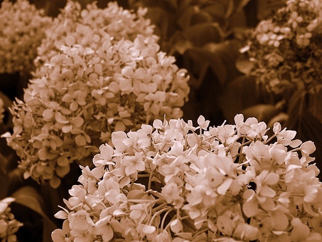 Hortensias color sepia