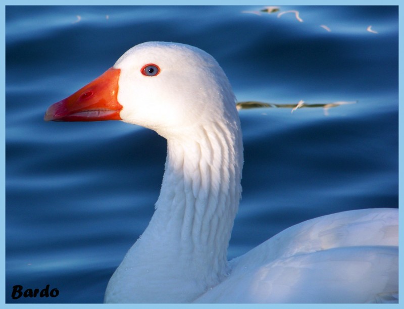 Rostro luminoso