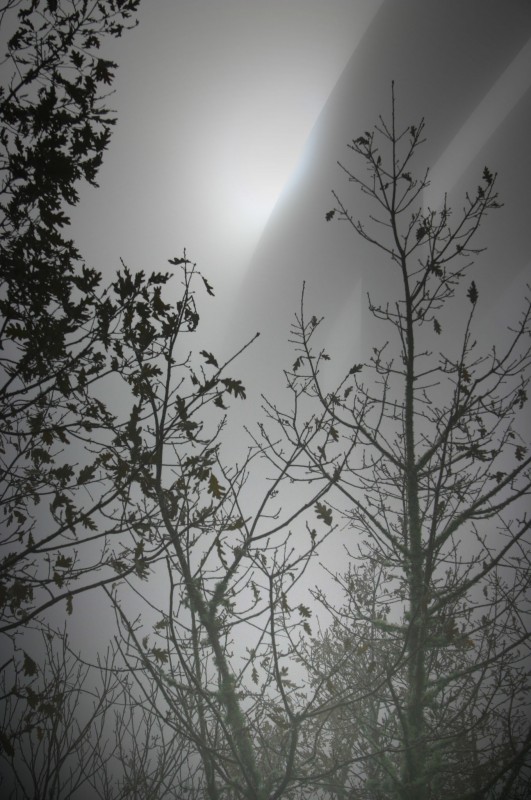 Entre Niebla