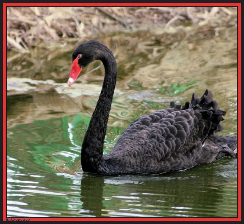 Cisne negro....O.....Cygnus atratus