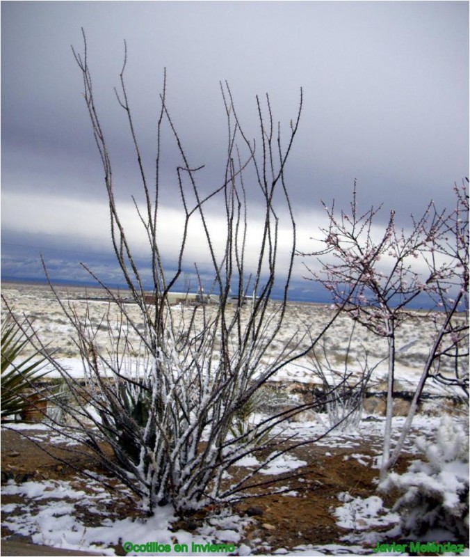 Ocotillos en invierno