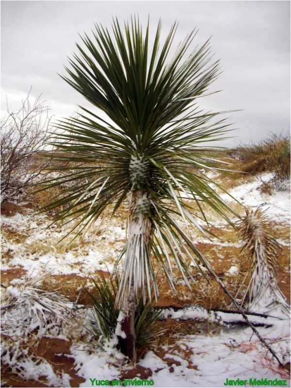 Yuca en invierno