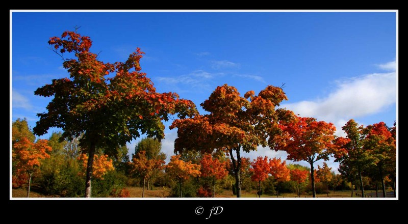 COLORES OTOALES