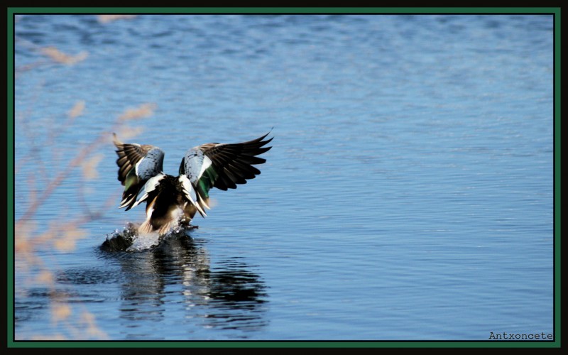 Iniciando el vuelo