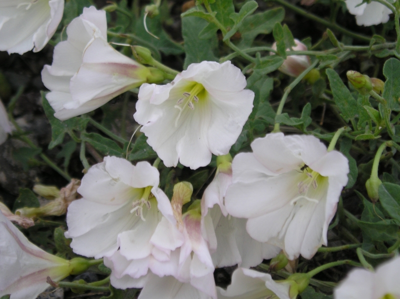 Flores de campo