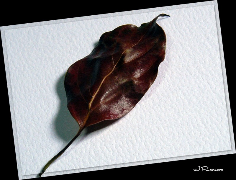 Hoja