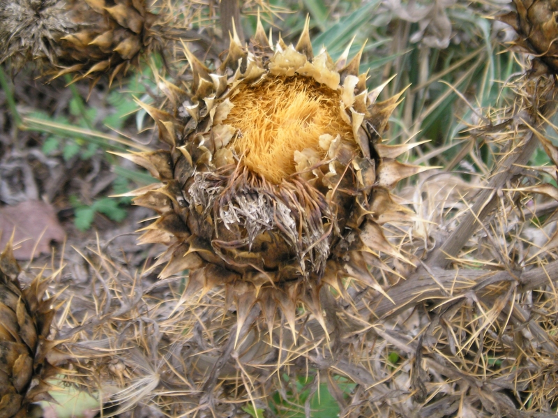 Naturaleza muerta