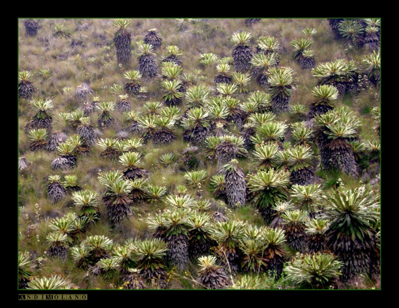 Pinceladas de Frailejones...