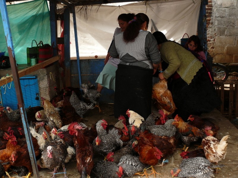 aves de corral