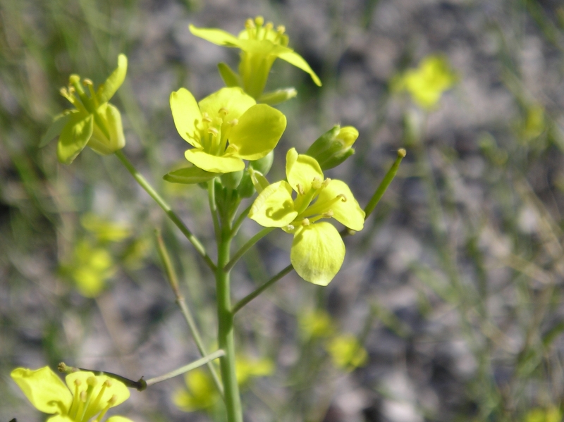 Flor amarilla