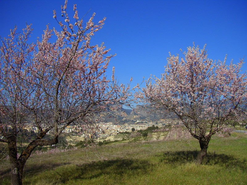 almendros  en flor