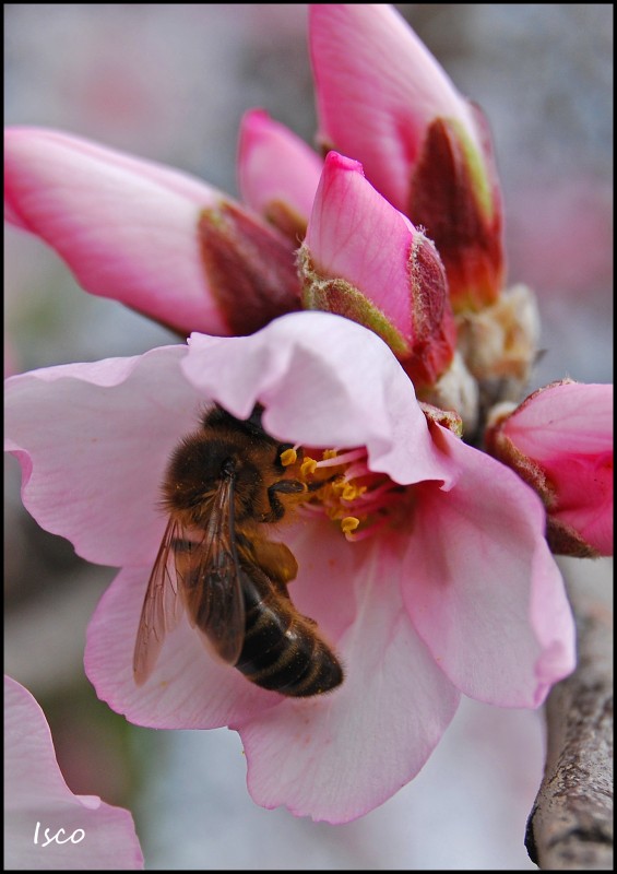 Abeja en flor de almendro