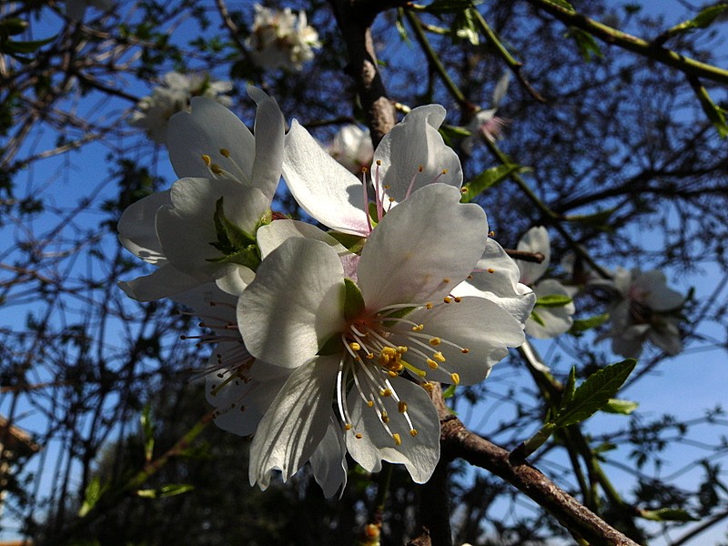 flor de almendro