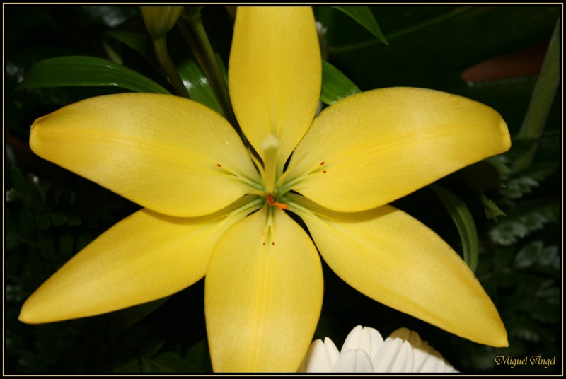 Lilium