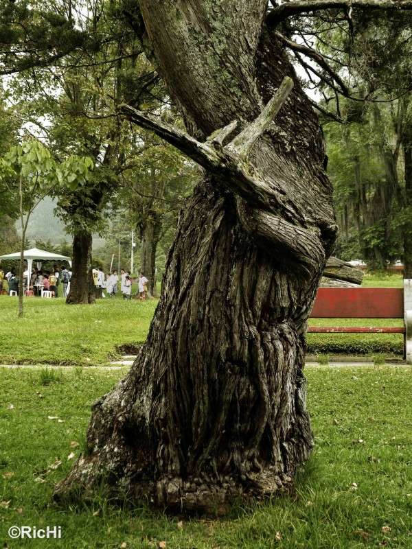 Arbol de vida