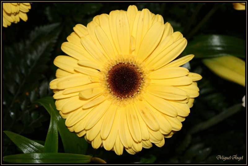 Gerbera