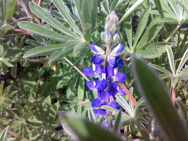 LUPIN FLORIDO