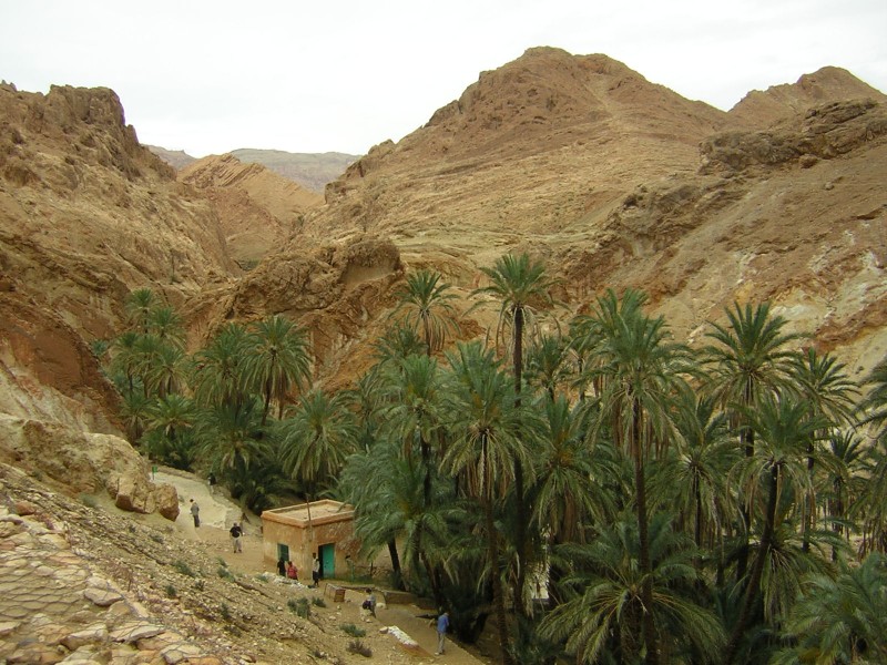 Oasis del desierto tunecino