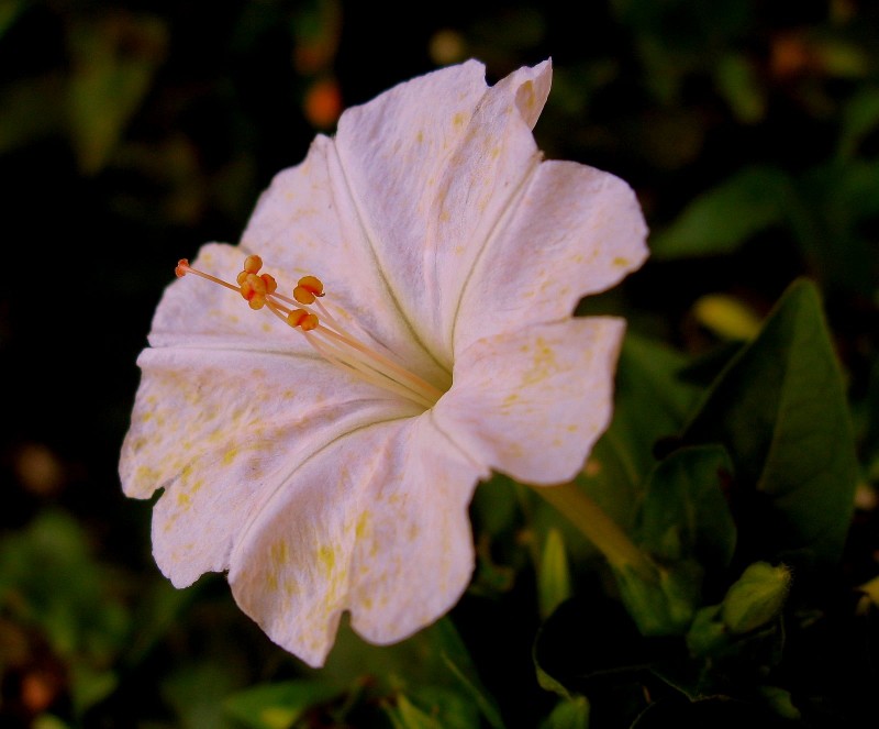 UNA SOLA FLOR