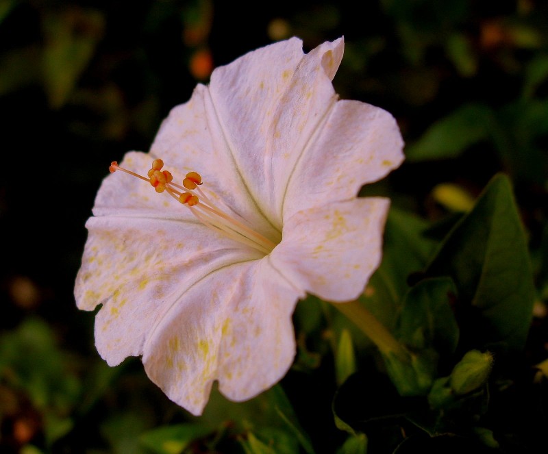 UNA SOLA FLOR