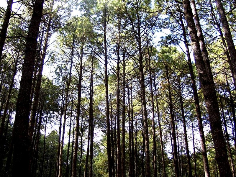 Bosque de Altura