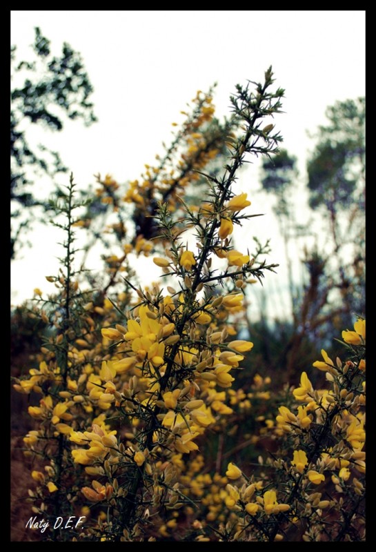 A flor do toxo