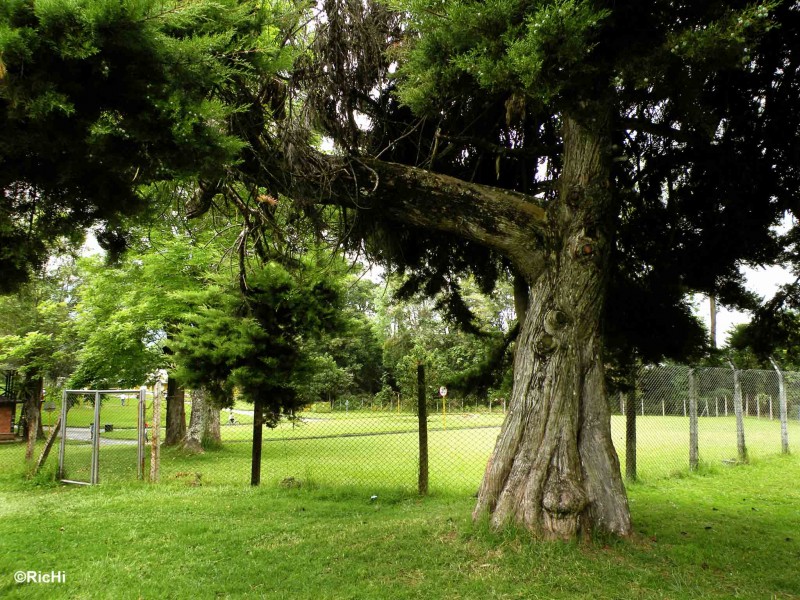 Arbol de paz