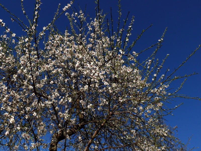 almendro en flor