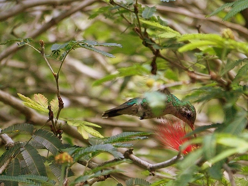 Belleza alada