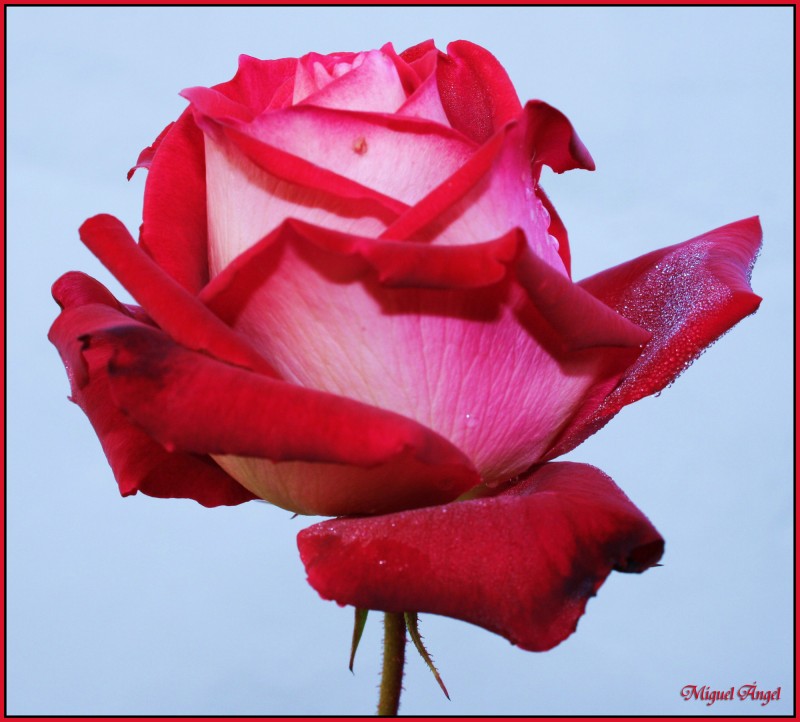 Una rosa para ellas