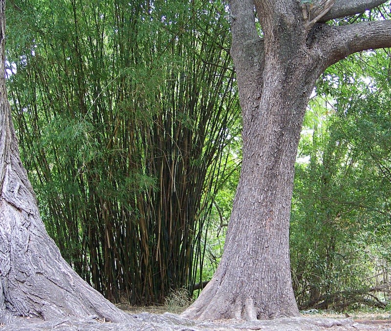 Mundo verde en el Botnico de Montevideo