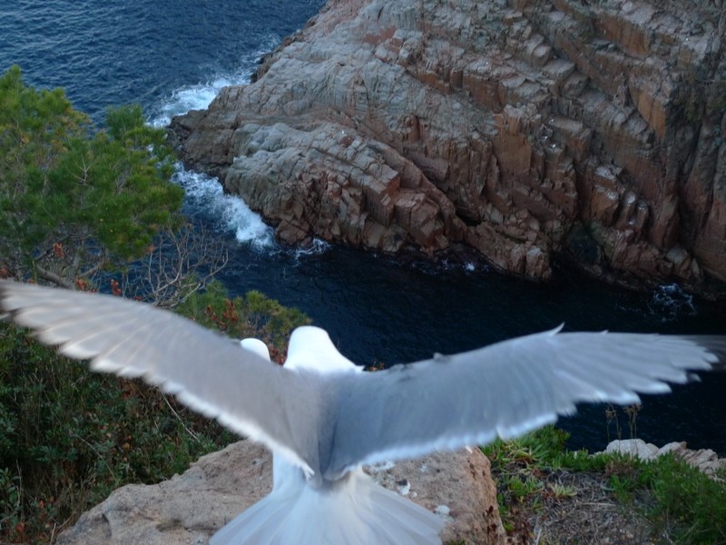 alzando el vuelo