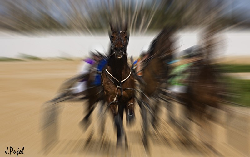 Caballo ganador