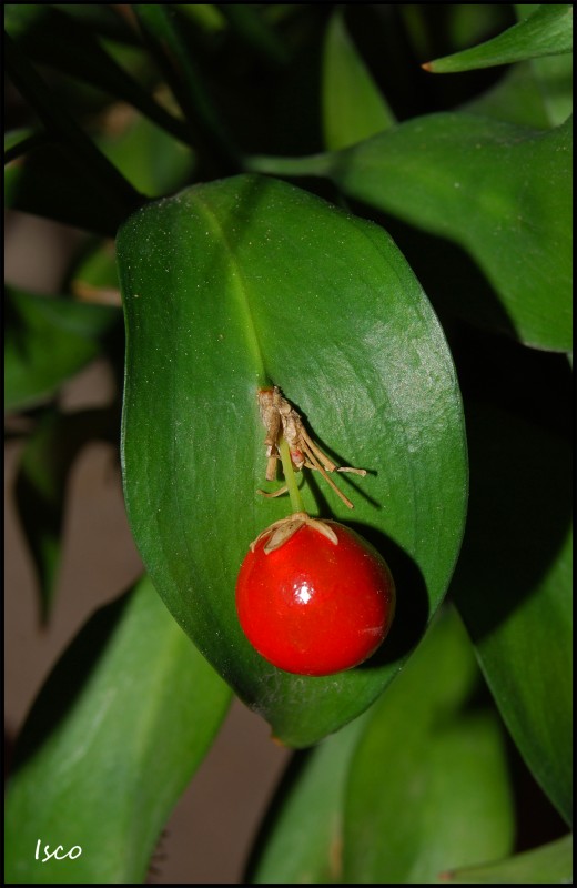 Fruto rojo