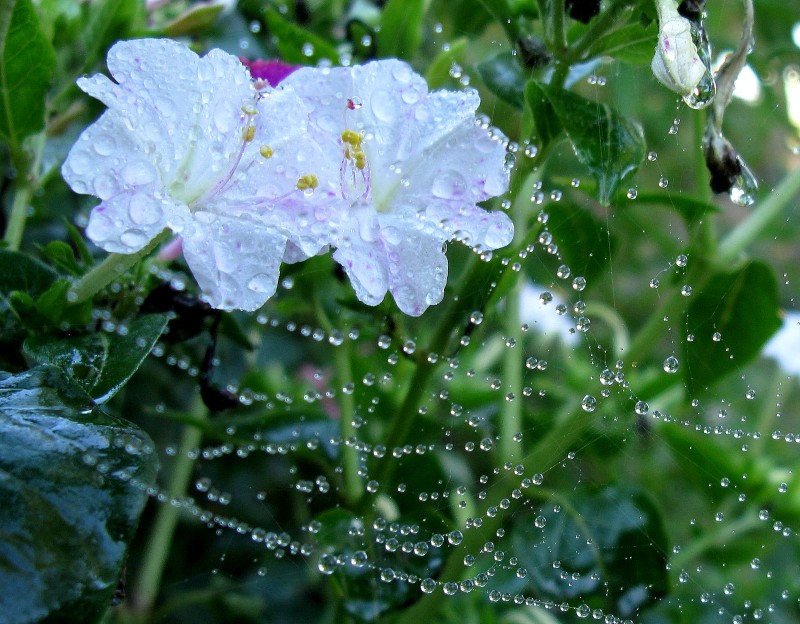 EL BRILLO DE LAS GOTAS