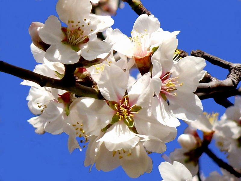 Almendro en flor