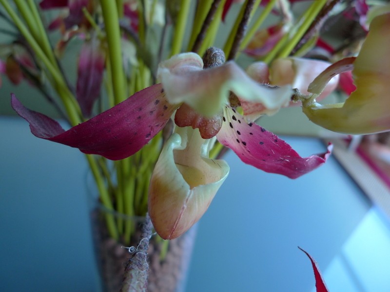 intimidad de la orqudea