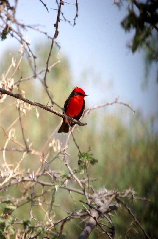 cardenal