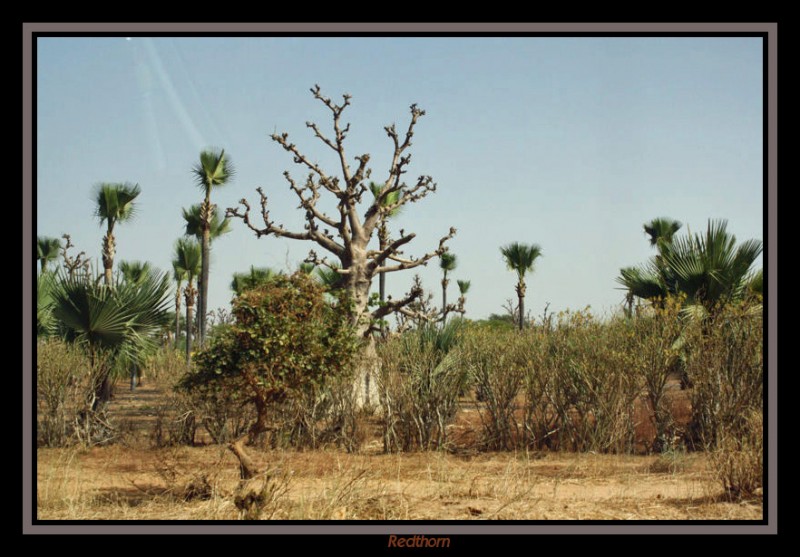 Paisaje tpico de la cosa occidental:Baobabs y palmas