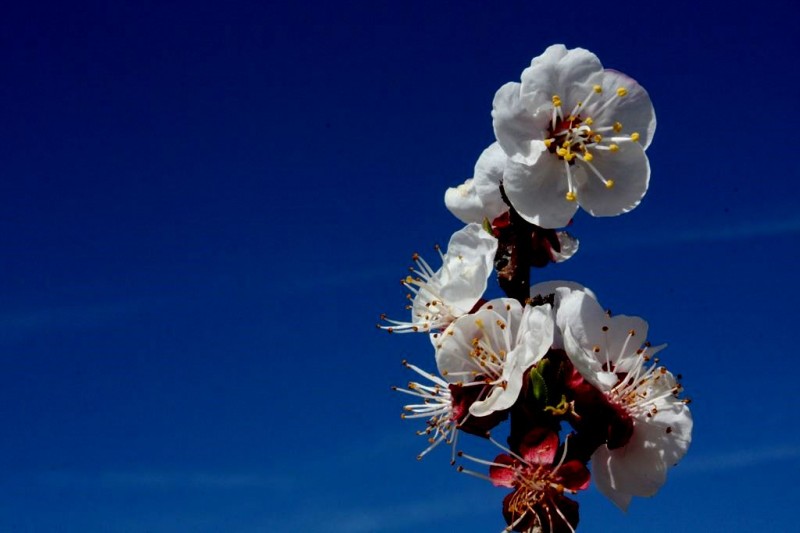 Ya llega la primavera!!!