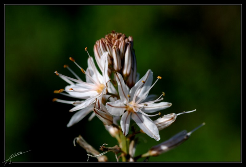 Asphodelus ramosus