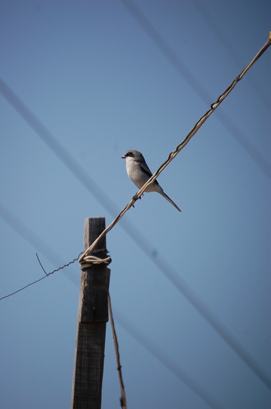 pajaros en el alambre