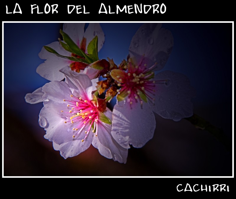 la flor del almendro 02   dedicada a todos los PEPES