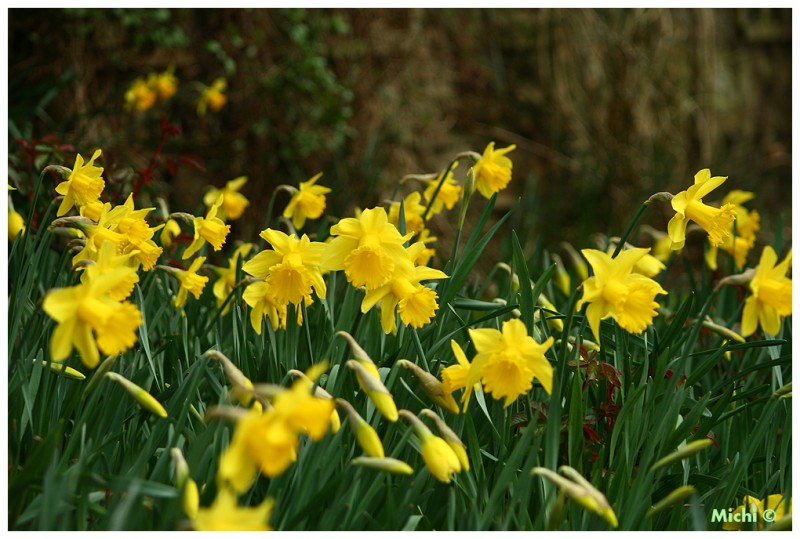 daffodils