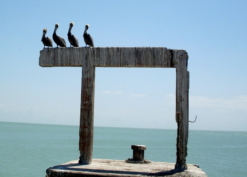 Pelicanos Occidental