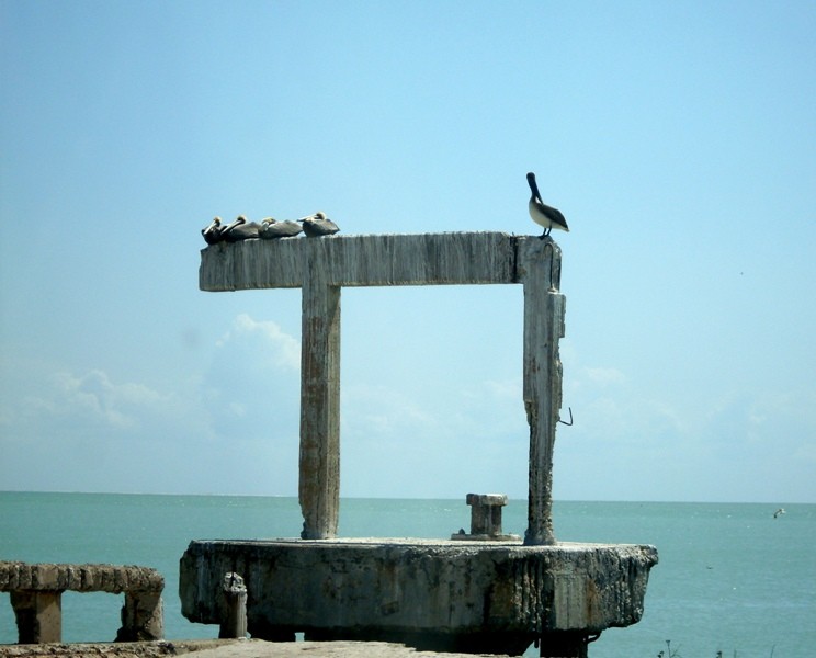 Pelicanos en reposo (Isla Aguada)