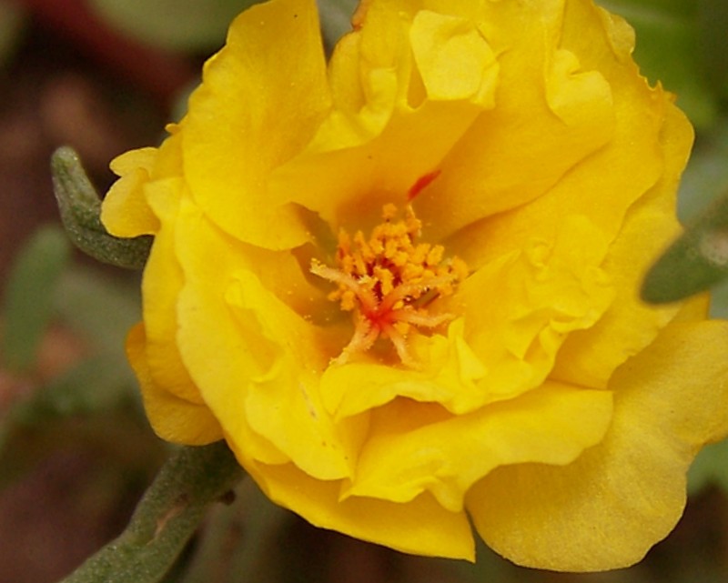Amarillo Otoo en el jardn