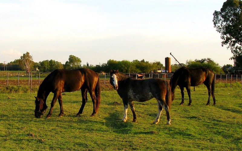 DE CABALLOS