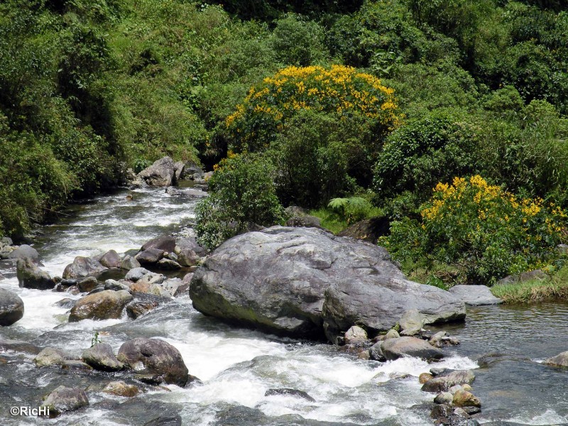 Rio y flores