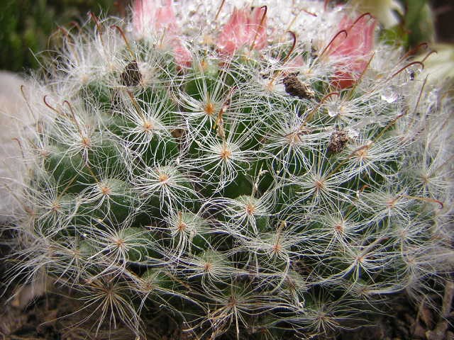Los Cabellos del cactus